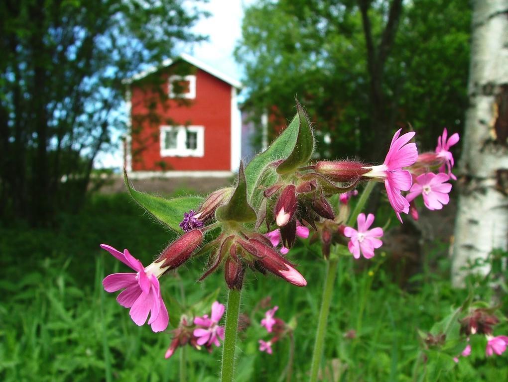 Wanha Pappila Cottages Simoniemi Екстериор снимка