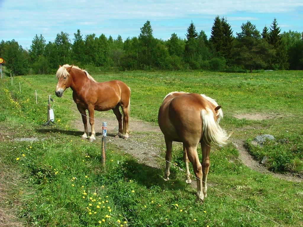 Wanha Pappila Cottages Simoniemi Екстериор снимка